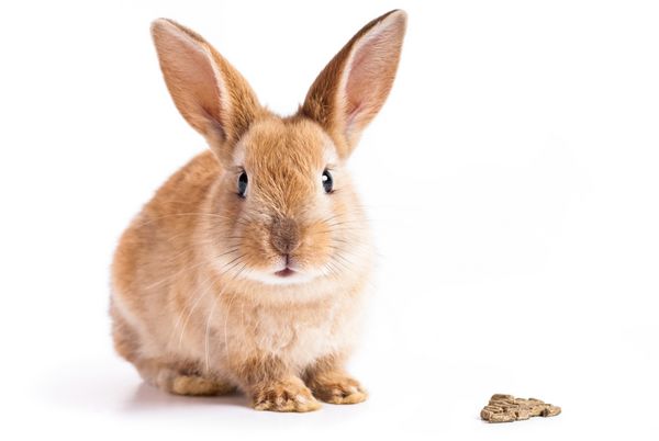 اسم حیوان دست اموز قرمز با خوراک خرگوش بر روی زمینه سفید