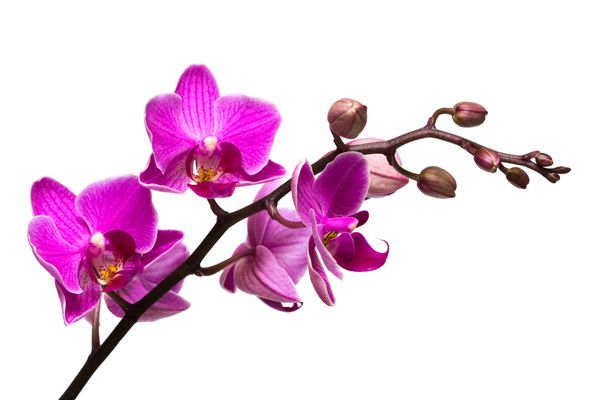 orchid جدا شده بر روی زمینه سفید