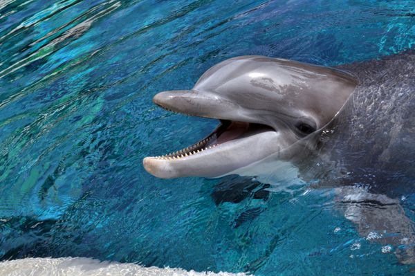 ناز دلفین لبخند زدن