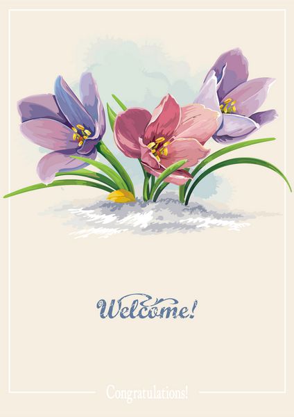 پس زمینه زیبا بهار با گل های شکوفه های کروکوس جوان در حال رشد در برف کارت های برداری برای تبریکات روز زنان و مادران گل زیبا تصویر آرایش زیبا برای تبریک عید پاک