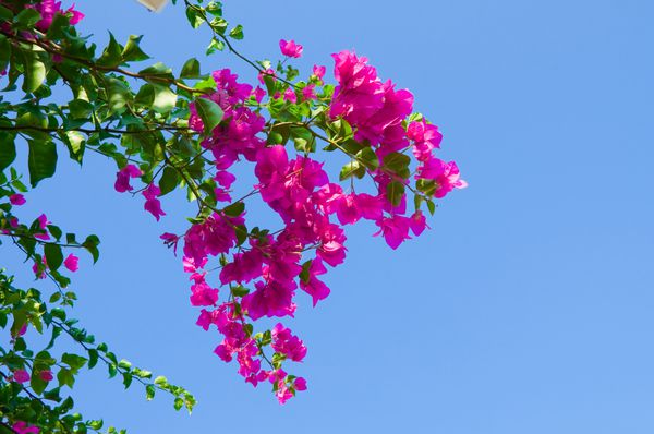 صورتی شکوفه ها در برابر آسمان آبی