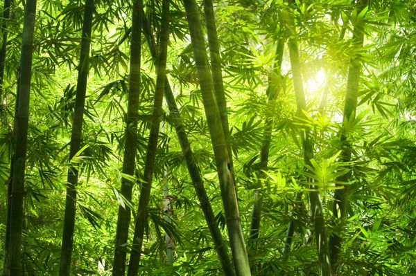 جنگل بامبو آسیایی با نور خورشید صبح