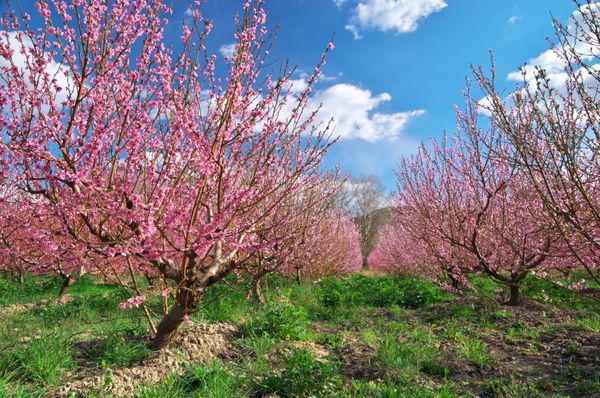 باغ باغی شکوفه بهاری ترکیب طبیعت