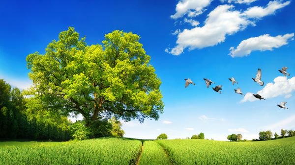 درخت بلوط بزرگ در یک میدان سبز یک صحنه آفتابی با آسمان آبی عمیق و ابرهای سفید پرنده های پرنده و آهنگ هایی که منجر به افق