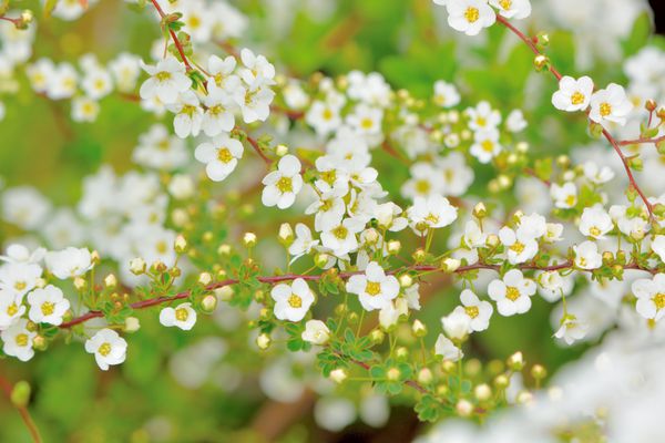 Pretty white blossoms of Thunberg
