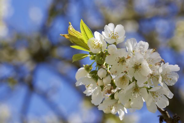 بهار و طبیعت درخت گیلاس در گل