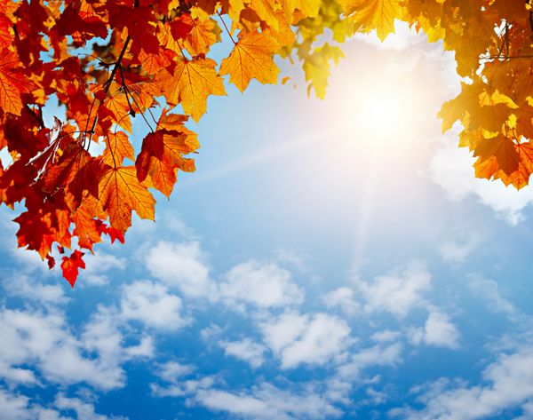 برگ های پاییز زرد در اشعه های خورشید و آسمان آبی