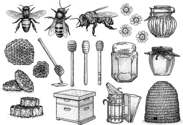 زنبور عسل عسل کندو تصویربرداری زنبورداری نقاشی حکاکی خط هنر بردار