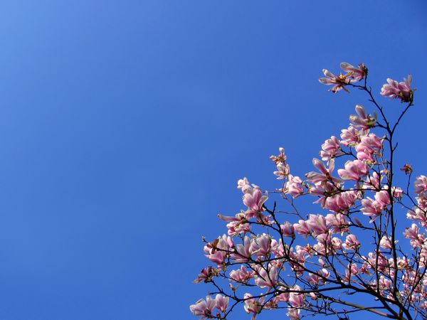 گل رز شاخ و برگ با پس زمینه آبی رنگ