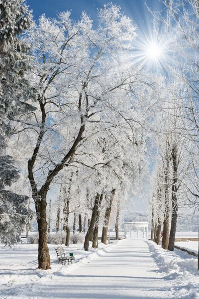 چشم انداز زمستانی زیبا با درختان برف پوشیده شده است