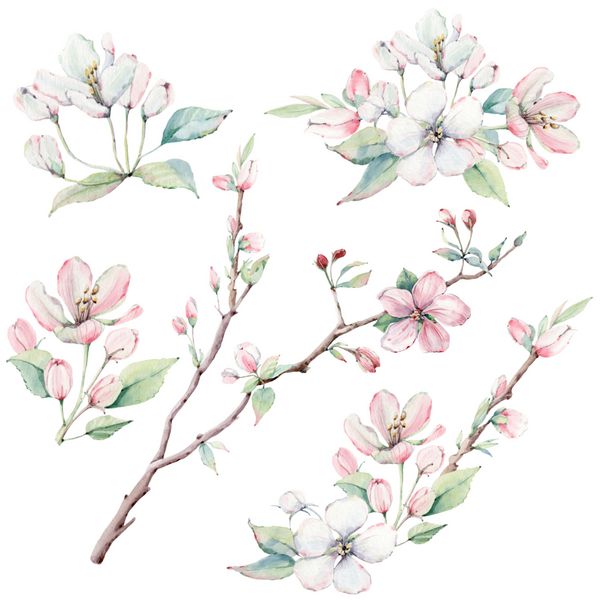 hand drawn apple tree branches and flowers blooming tree It