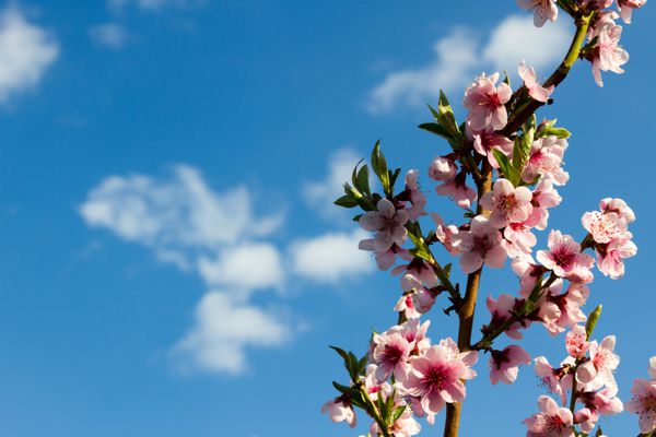 پس زمینه مبهم شاخه ها با گل های زیبا صورتی هلو در برابر آسمان آبی تمرکز انتخابی شکوفه هلو در روز آفتابی