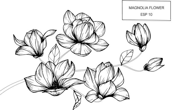 نقاشی های گل مگنولیا و نقاشی با خط هنر در زمینه های سفید