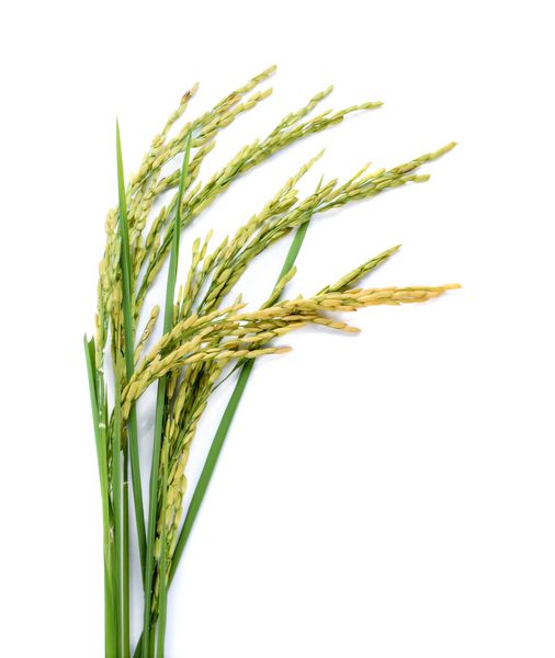 گیاه برنج تازه بر روی زمینه سفید