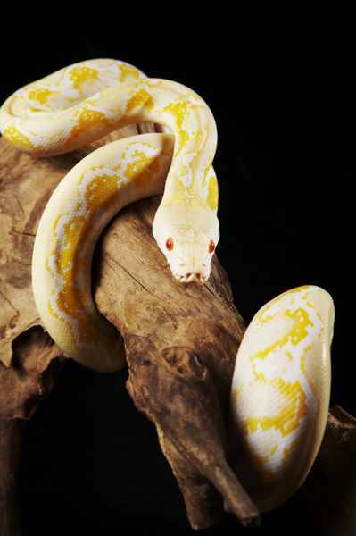 Albino Python در حال چرخش درخت است