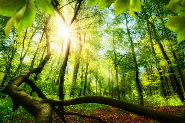 جنگل های راش سبز با پرتوهای خیره کننده ای از نور خورشید که توسط شاخۀ پیشقوی و یک تنه درخت سقوط شده طراحی شده است