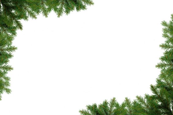 قاب کریسمس شاخه های درخت کاج جدا شده بر روی سفید