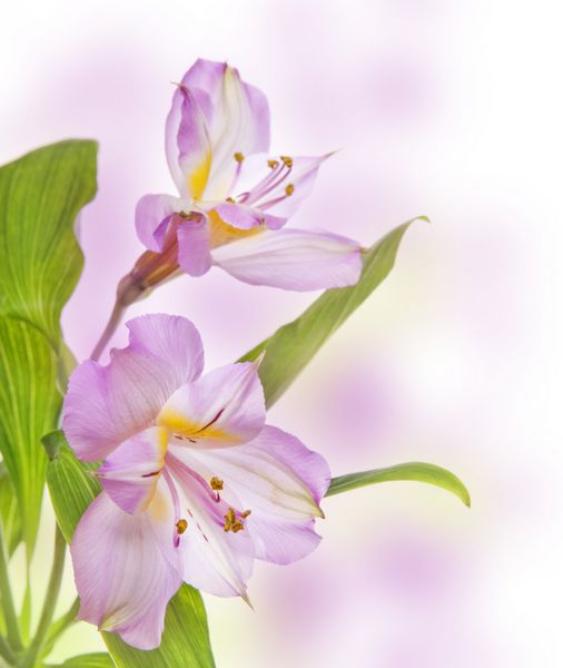 گل عاشقانه Alstroemeria لیلی