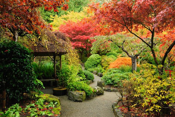 باغ ژاپنی پاییز در ویکتوریا جزیره ونکوور بریتیش کلمبیا کانادا
