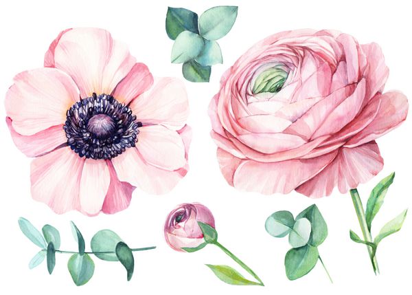 Ranunculus و اکالیپتوس Anemone عناصر جدا شده از گل برای عروسی دعوت نامه کارت تبریک آبرنگ