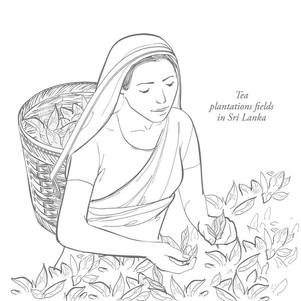 یک زن در لباس های سنتی برگ های چای را بر روی گیاهان چای میوه ها جمع آوری می کند انتخاب چای طرح خط بردار دست نقاشی