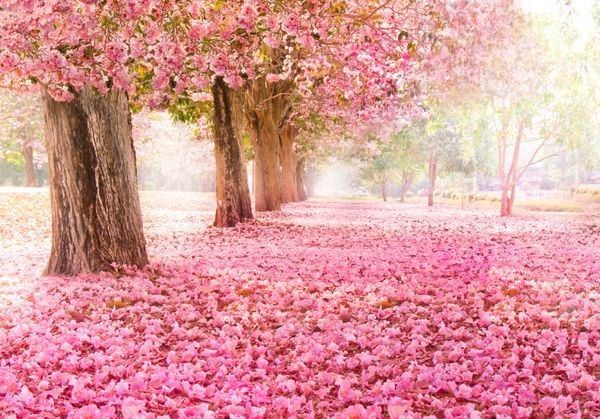 تونل عاشقانه درختان گل صورتی