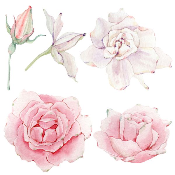 watercolor flowers set It