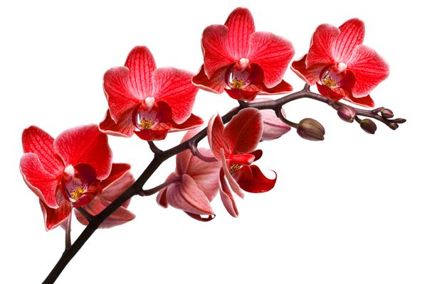 orchid جدا شده بر روی زمینه سفید