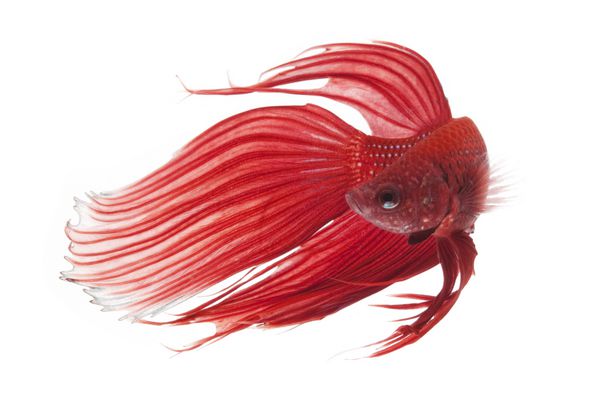 ماهی سیاهی مبارزه با ماهی Betta splendens جدا شده بر روی زمینه سفید