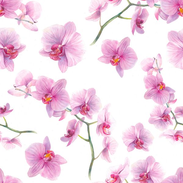 الگوی بدون درز آبرنگ گل ارکیده طراحی تصویر زمینه دست کشیده شده تکرار بافت با شاخه های گل و گل های صورتی در زمینه سفید