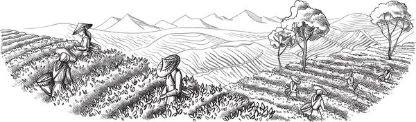 یک زن در لباس های سنتی برگ های چای را بر روی گیاهان چای میوه ها جمع آوری می کند انتخاب چای طرح خط بردار دست نقاشی