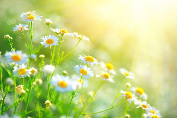 مرز گل گشنیز صحنه زیبای طبیعت با شکوفه های پزشکی درخشان در تابش خورشید پزشکی جایگزین بهار دیزی گل تابستان چمنزار زیبا پس زمینه تابستانی