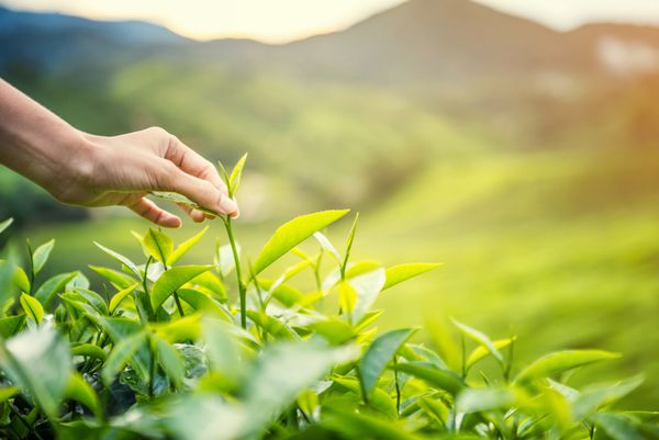 زنان دست انگشت برداشتن برگ چای در کاشت چای برای محصول انتخاب طبیعی برگ چای تازه در مزرعه چای در Cameron Highlands مالزی