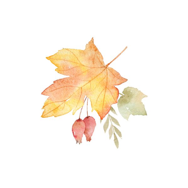 دسته گل های آبرنگ پاییز مجموعه ای از برگ ها شاخه ها و توت های گراز جدا شده بر روی زمینه سفید تصویر شکرگذاری برای طراحی شما