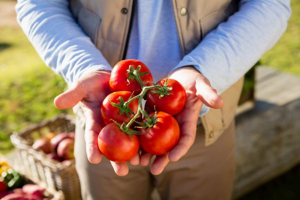 بخش متوسط ​​از کشاورزانی که گوجه فرنگی گیلاس تازه دارند
