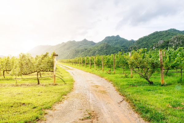 راه رفتن به باغ انگور در تایلند