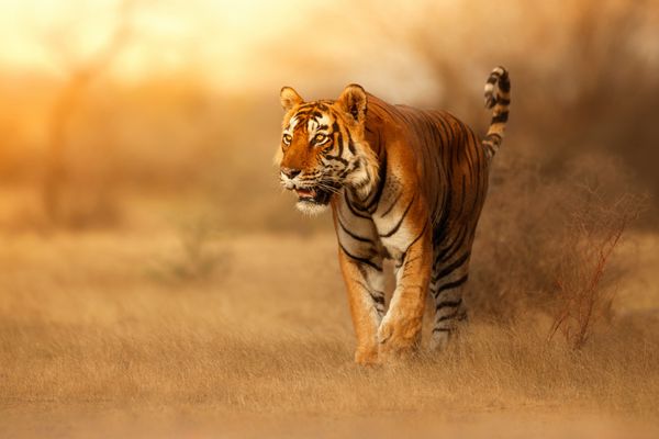 مرد ببر بزرگ در زیستگاه طبیعت ببر در طول زمان نور طلایی حرکت می کند صحنه حیات وحش با حیوان خطر تابستان در هند منطقه خشک با ببر زیبا هند Panthera tigris