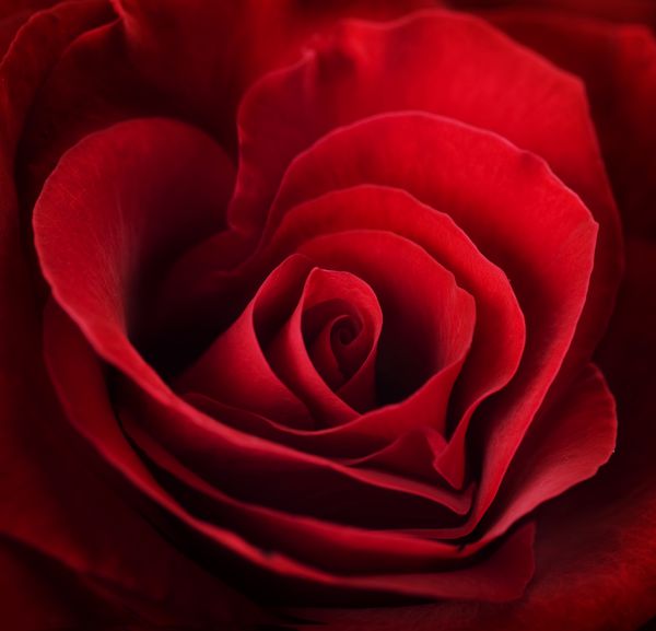 قلب قرمز گل رز