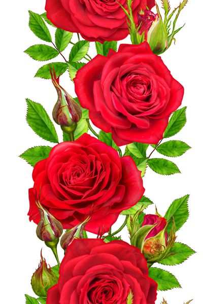 مرز گلدار عمودی الگوی بدون درز گل سرخ از گل های زیبا قرمز روشن جوانه برگ های سبز جدا شده بر روی زمینه سفید