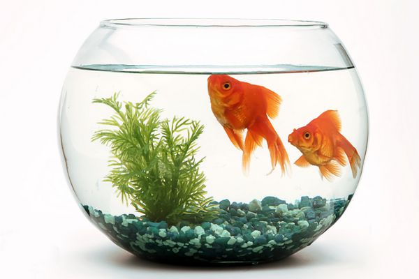 ماهی ماهی قرمز fishbowl