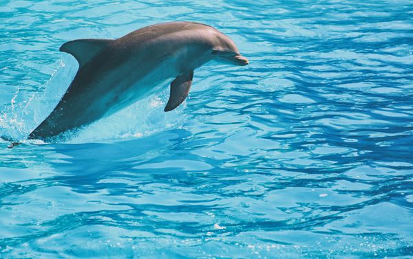 دلفین شناور در آب محل برای متن