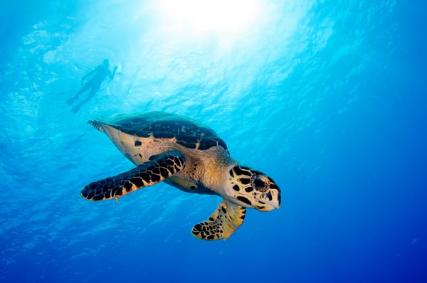Hawksbill Turtle Underwater Grand Cayman دریای کارائیب
