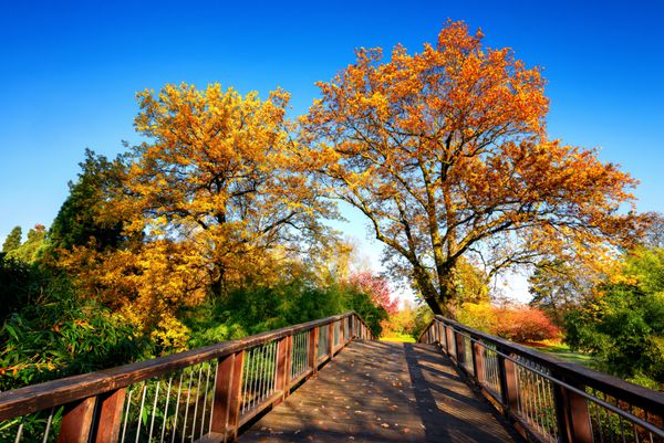 پل چوبی در یک صحنه پاییز و روان در یک روز آفتابی با آسمان آبی و درختان رنگارنگ