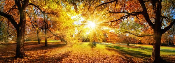 شگفت انگیز منظره پاییز پانورامیک در یک پارک خورشید پرتوهای زیبا را از طریق شاخ و برگ پر می کند