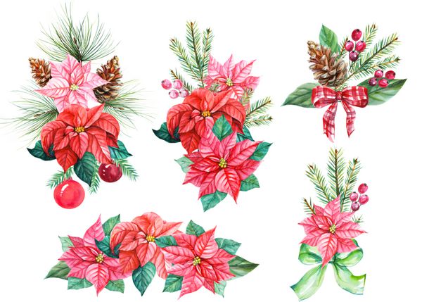 دسته های کریسمس از Poinsettia صنوبر شاخه کاج مخروط با توپ و کمان زمستان آبرنگ را تنظیم کنید