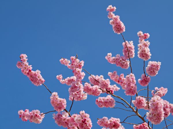 شکوفه درخت بهار رنگارنگ صورتی در برابر آسمان آبی