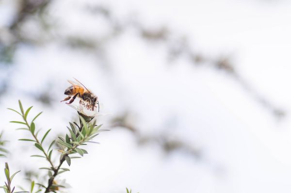 زنبور عسل زنبور عسل در گل مانوکا گرده و شهد جمع آوری عسل مانوکا با مزایای دارویی