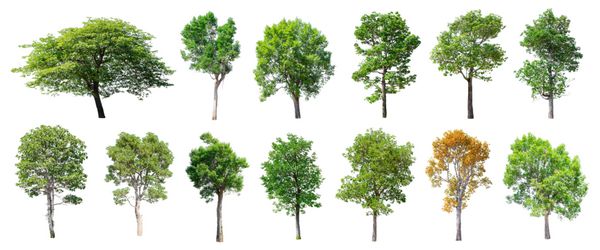 مجموعه ای از درختان جدا شده در زمینه سفید درختان زیبا از تایلند مناسب برای استفاده در طراحی معماری دکوراسیون استفاده با مقالات طبیعی در چاپ و وب سایت