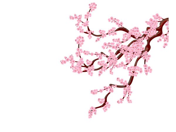 ساکورا شاخه های گیلاس منحنی با گل های ظریف و جوانه های گیلاس جدا شده بدون شبکه و شیب تصویر برداری