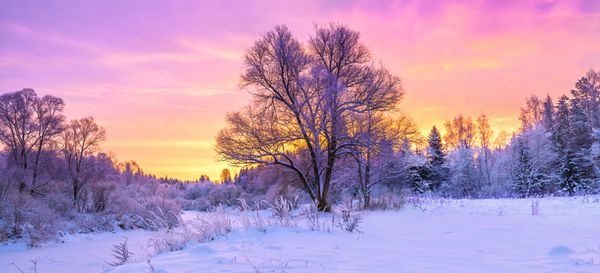 چشم انداز پانوراما زمستانی با جنگل درختان برف و طلوع خورشید صبح زمستانی یک روز جدید چشم انداز زمستانی بنفش با غروب آفتاب منظره پانوراما